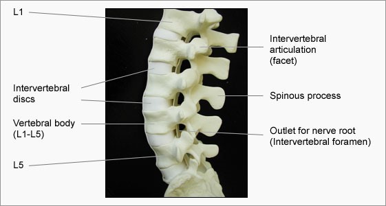 (© Eurospine, the Spine Society of Europe, with permission)
